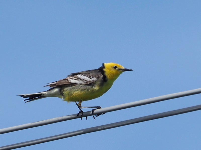 Cutrettola testa gialla orientale (Motacilla citreola)